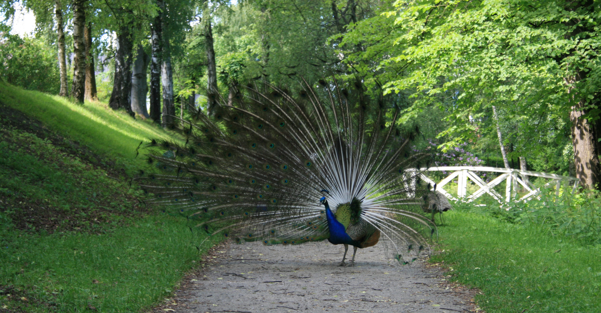 013 Gulskogen gård - Foto Geir Johansen.jpg