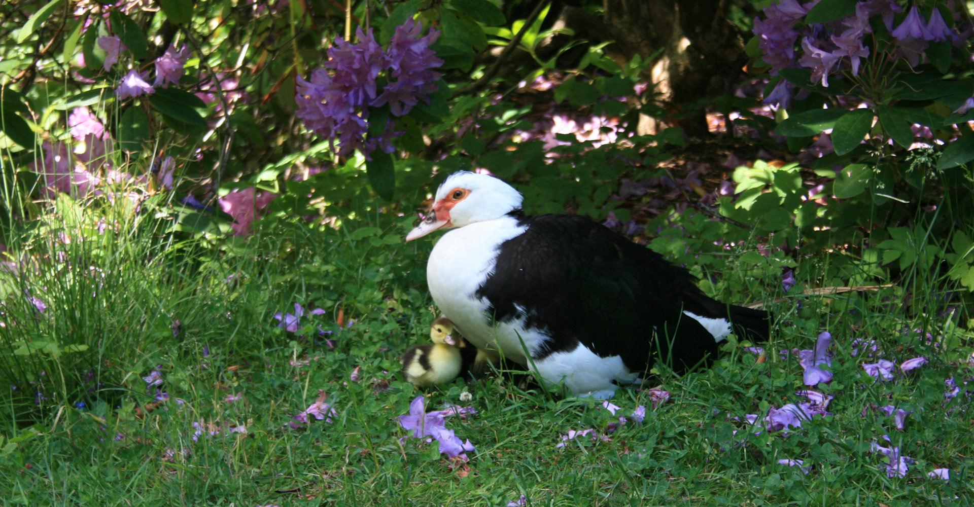 008 Gulskogen gård - Foto Geir Johansen.jpg