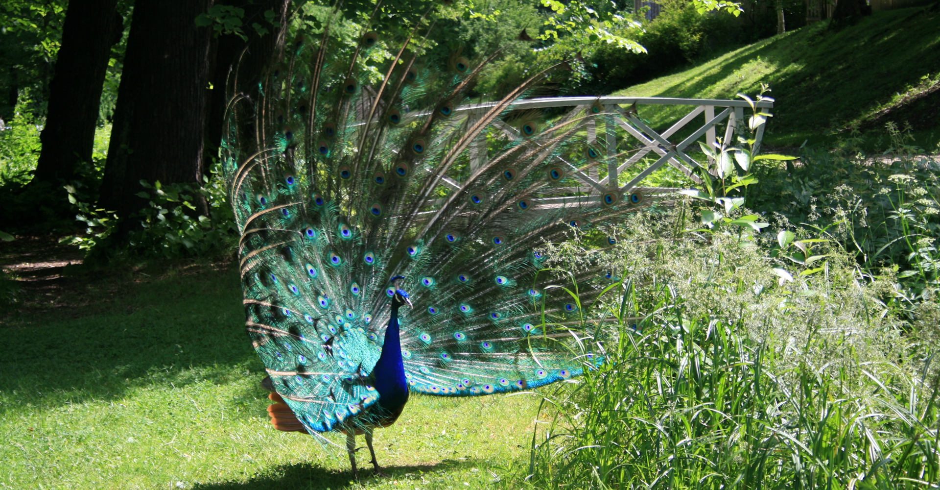 009 Gulskogen gård - Foto Geir Johansen.jpg